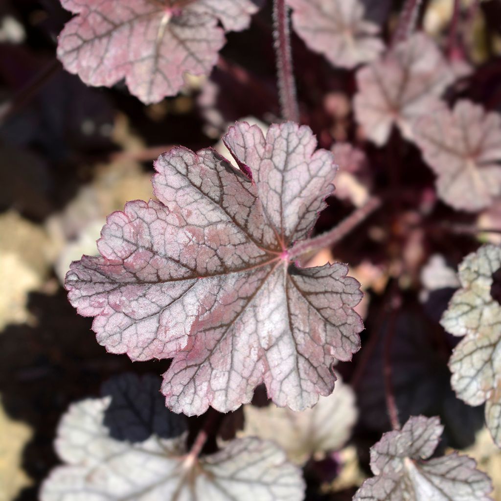 Heuchère - Heuchera Prince of Silver