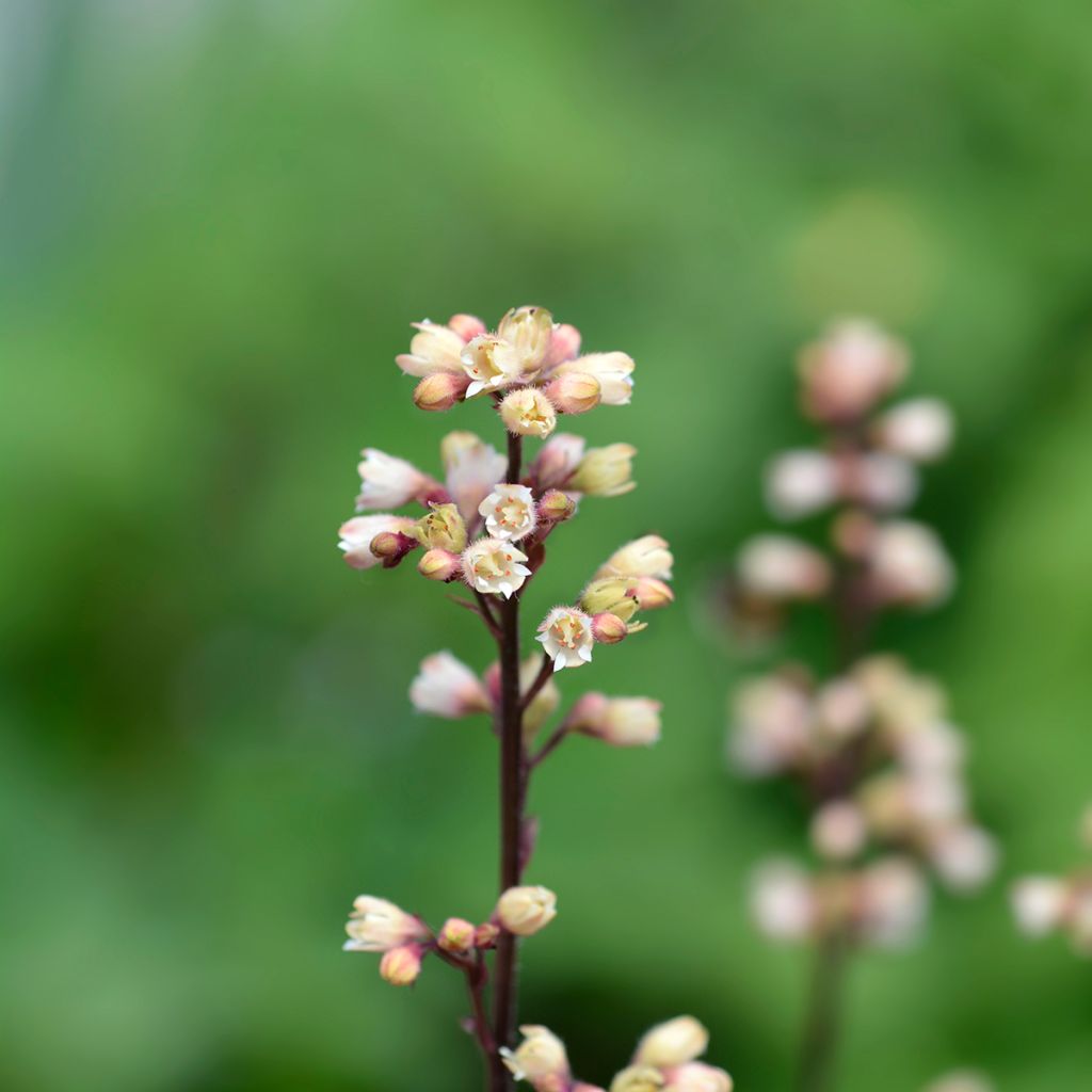 Heuchère - Heuchera Prince of Silver