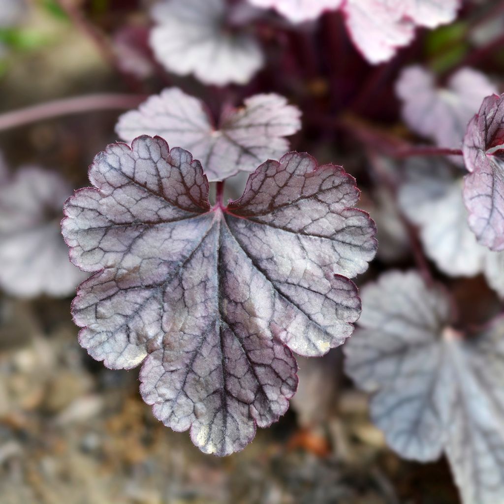 Heuchère - Heuchera Prince of Silver