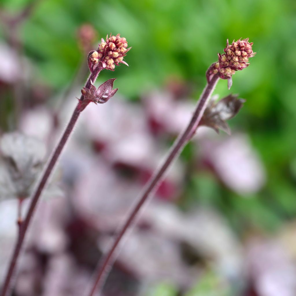 Heuchère - Heuchera Prince of Silver