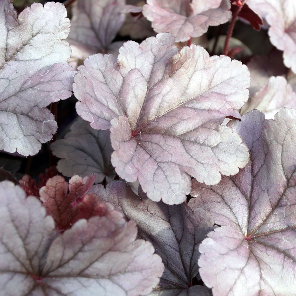 Heuchère - Heuchera Silver Gumdrop