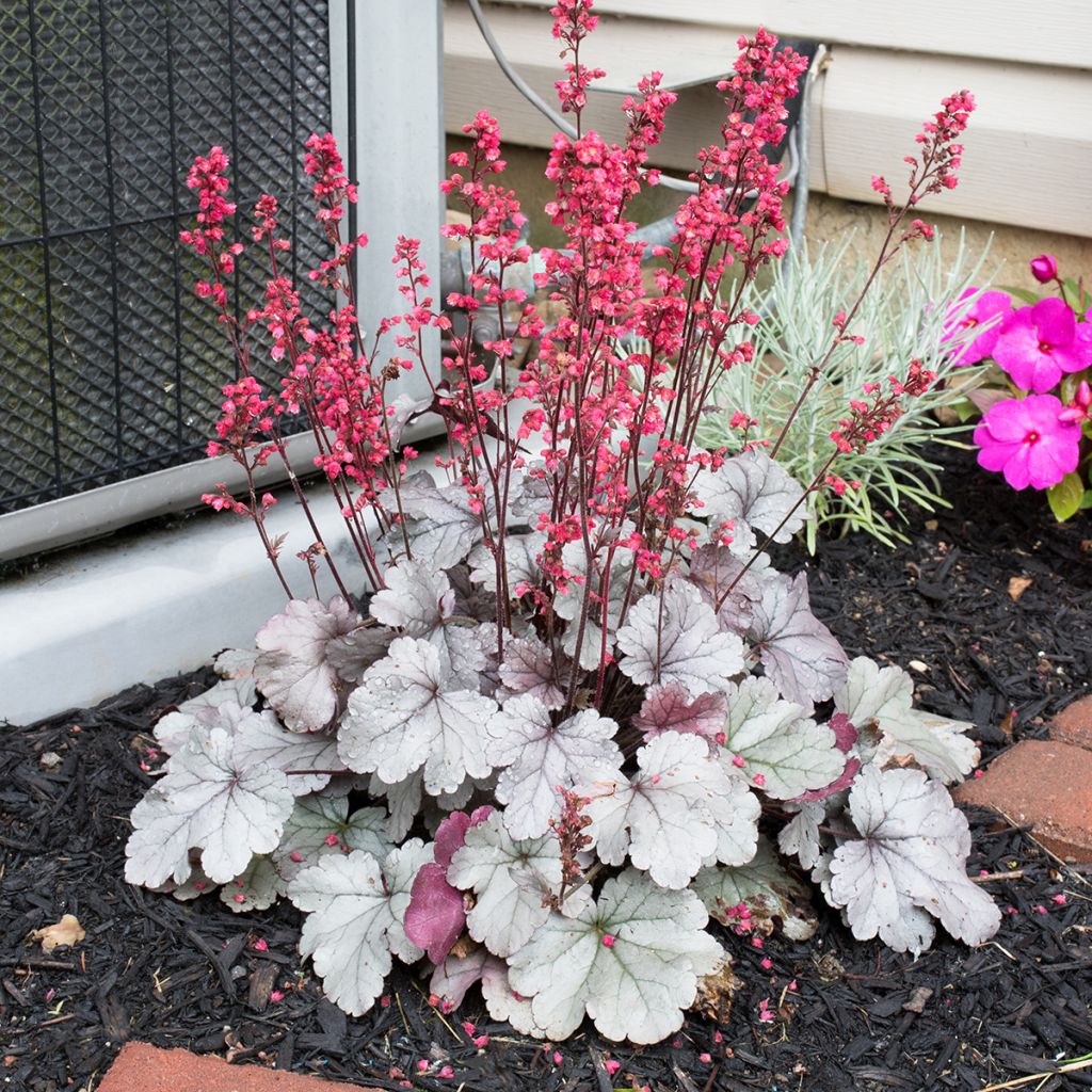 Heuchère - Heuchera Silver Gumdrop