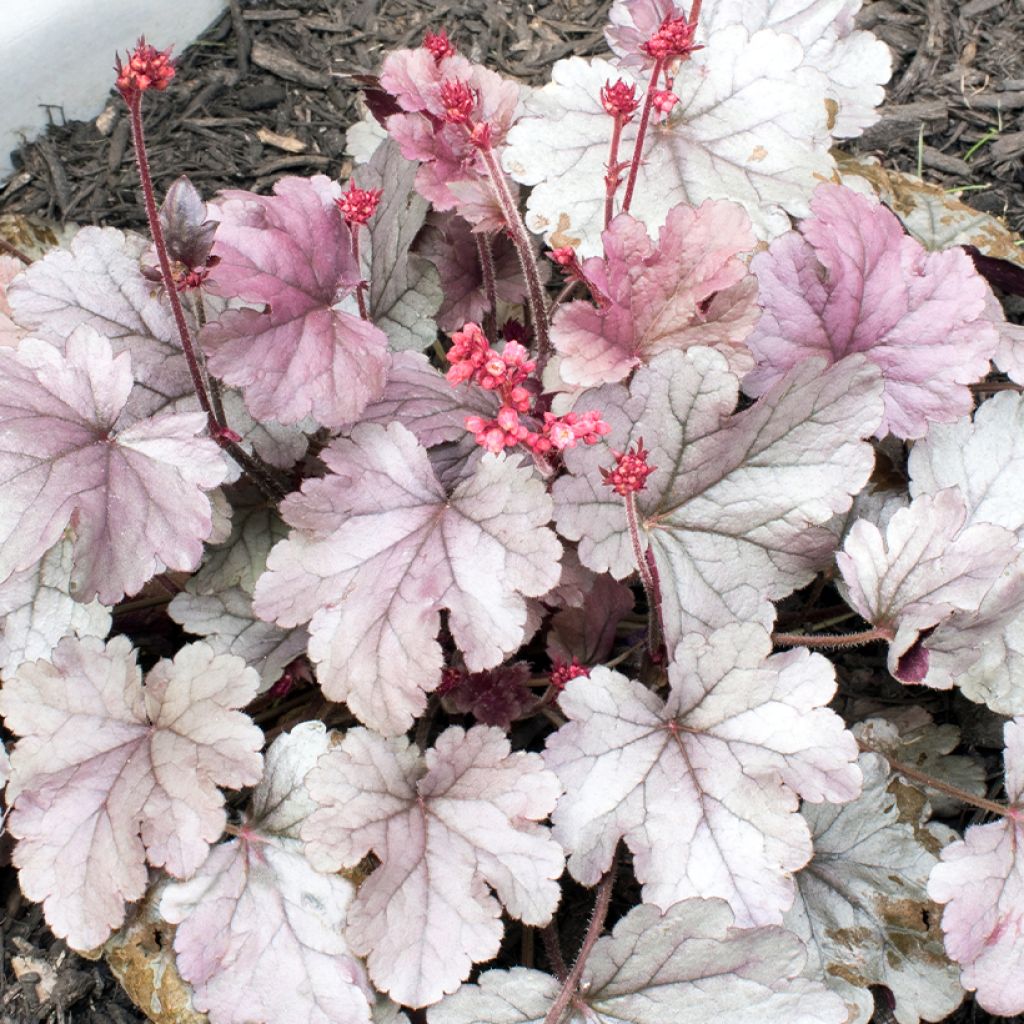 Heuchère - Heuchera Silver Gumdrop