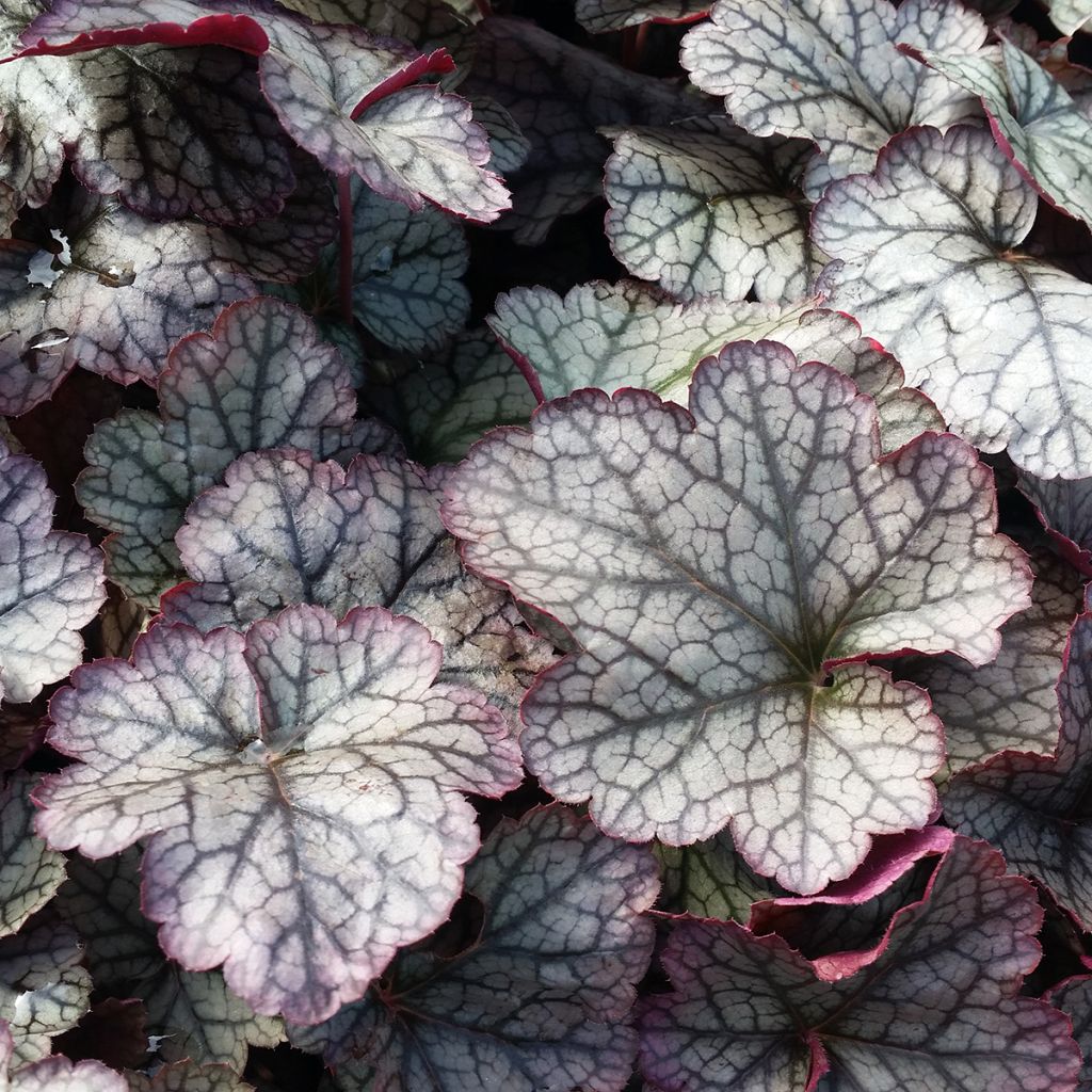 Heuchère - Heuchera Silver Scrolls