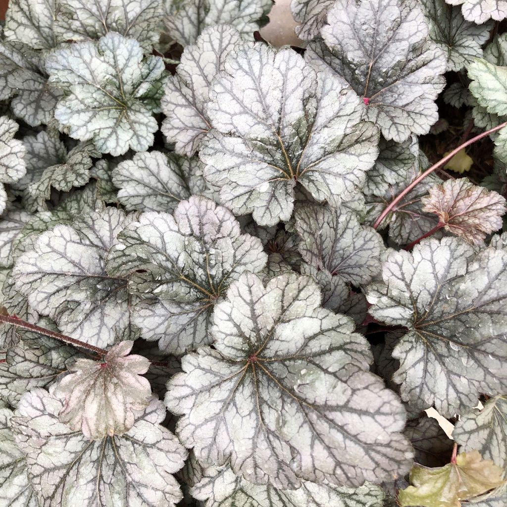 Heuchère - Heuchera Silver Scrolls