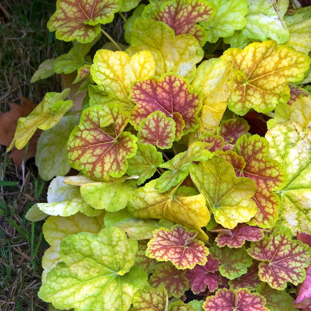 Heuchère - Heuchera Tiramisu