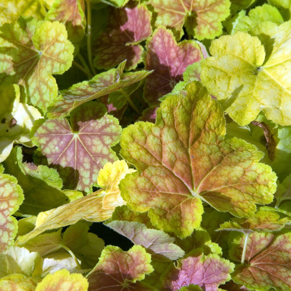 Heuchère - Heuchera Tiramisu