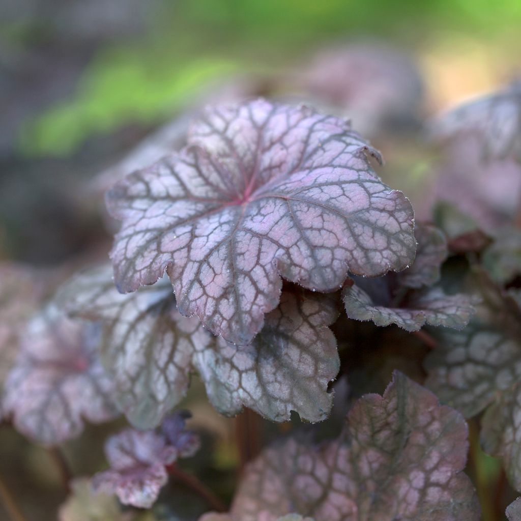 Heuchère - Heuchera Velvet Night