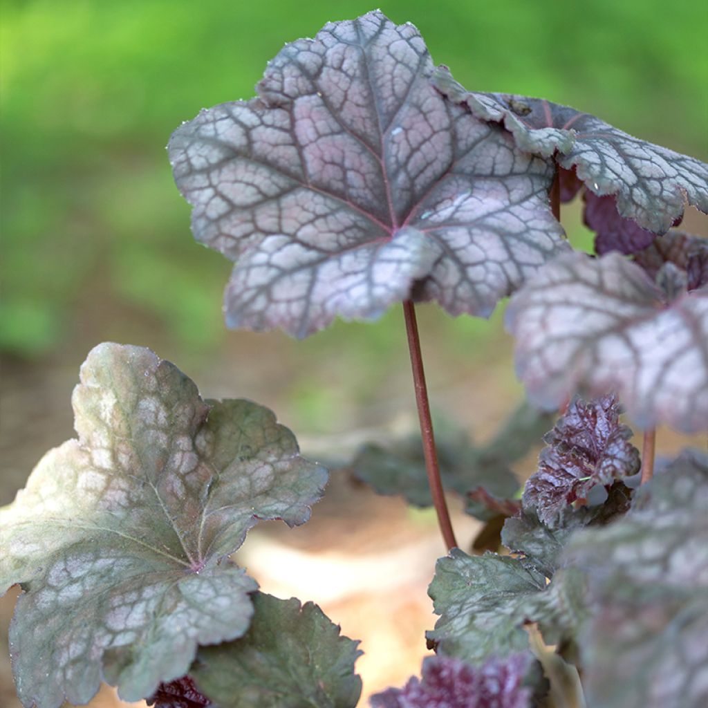 Heuchère - Heuchera Velvet Night