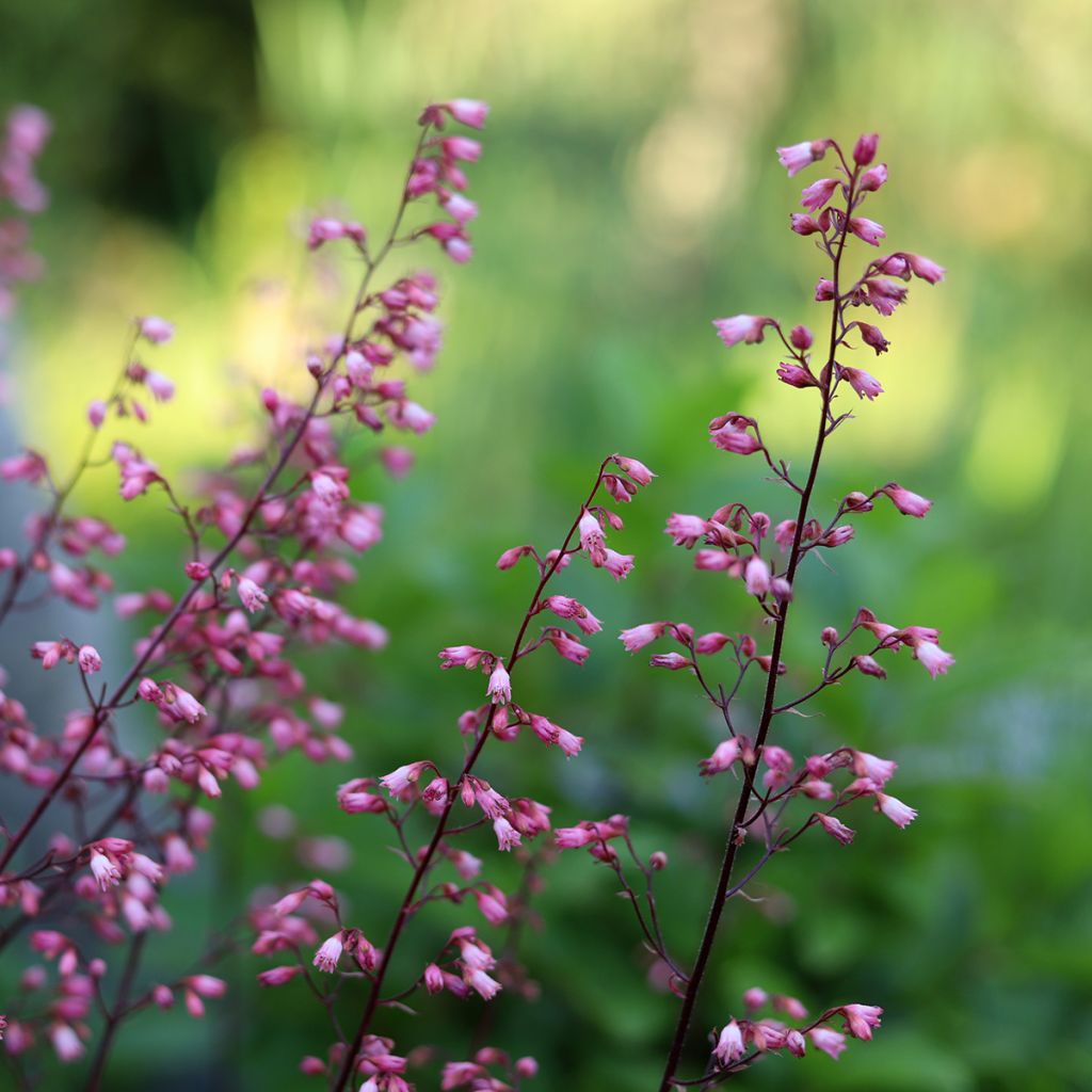 Heuchère - Heuchera Wild Rose