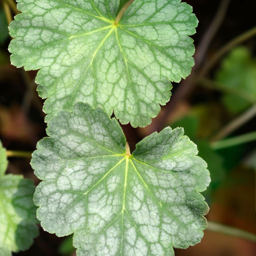 Heuchère - Heuchera americana Dales Strain