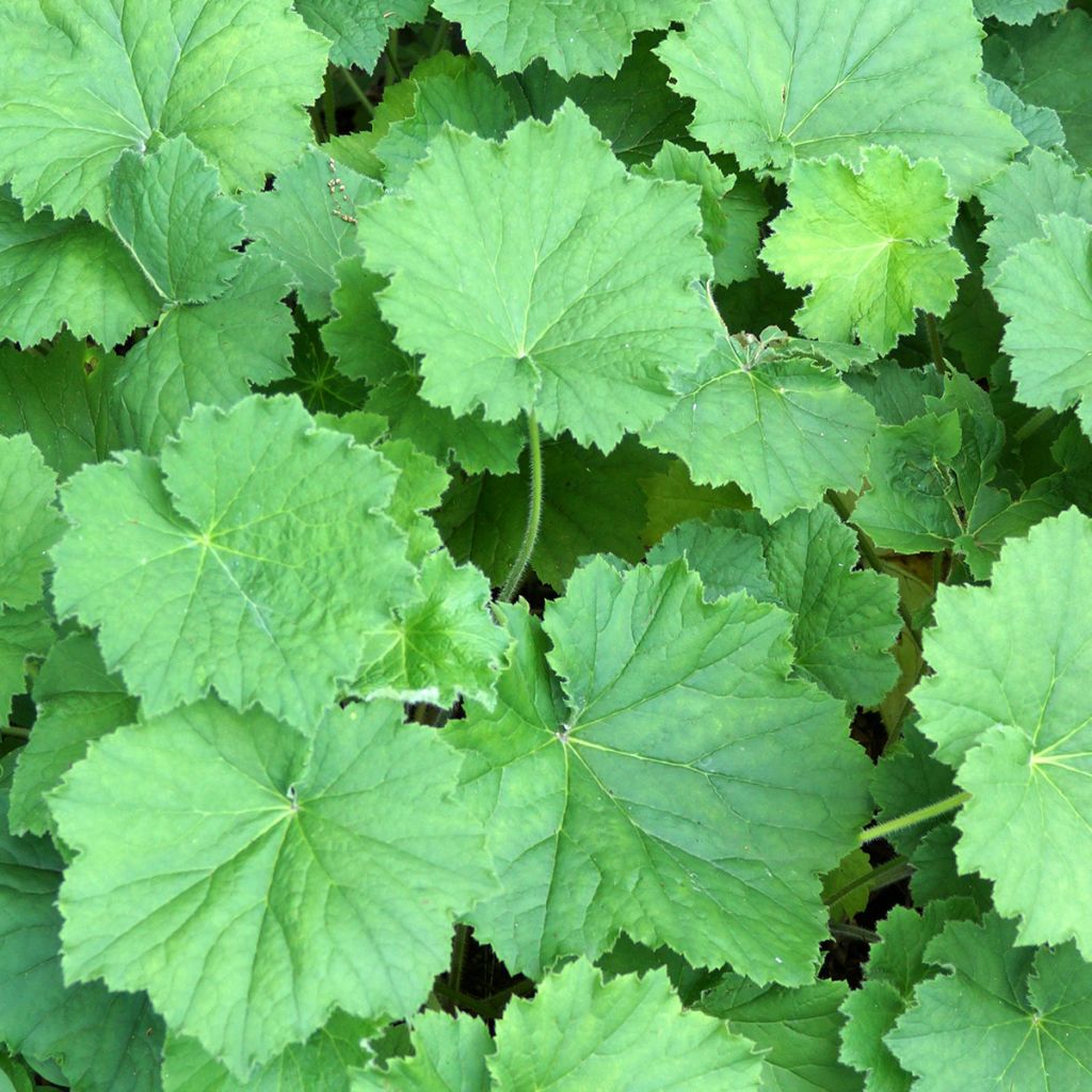 Heuchère - Heuchera villosa Chantilly