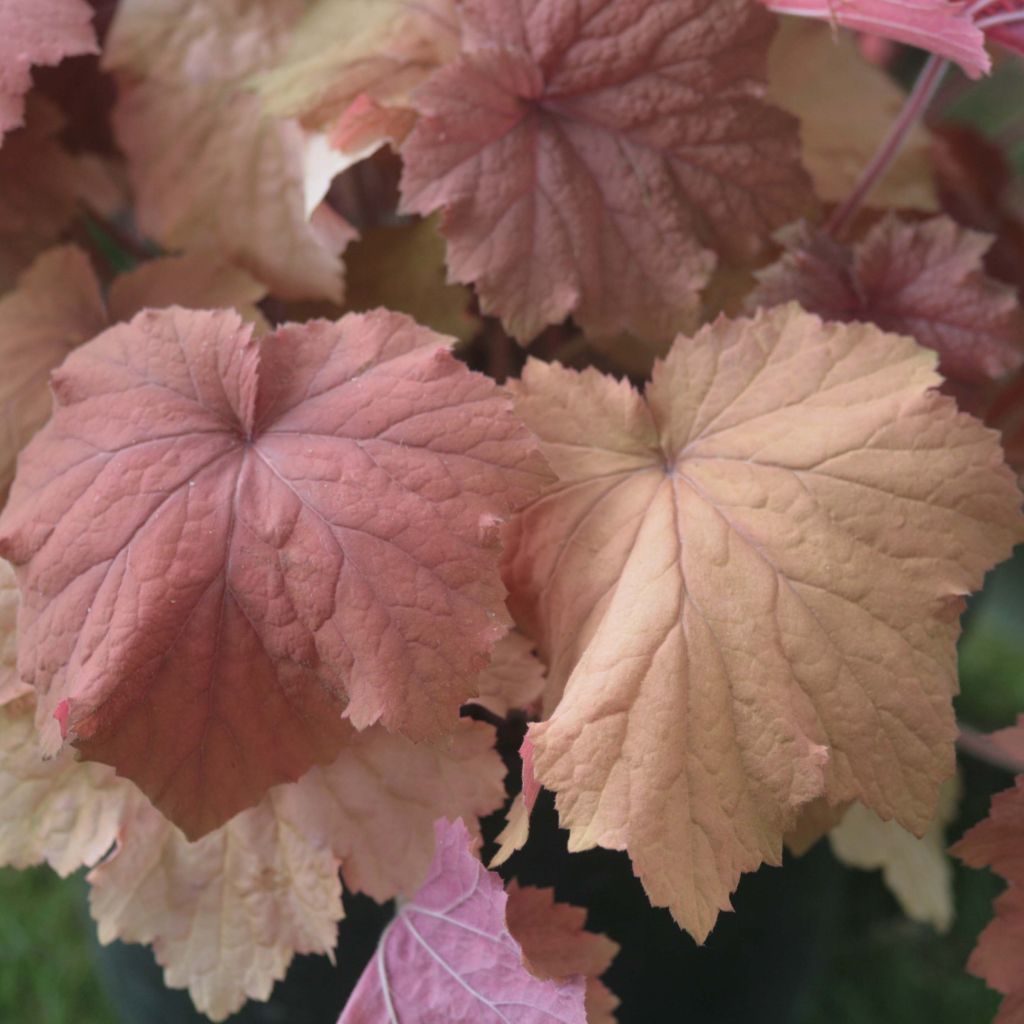 Heuchère Mega Caramel - Heuchera