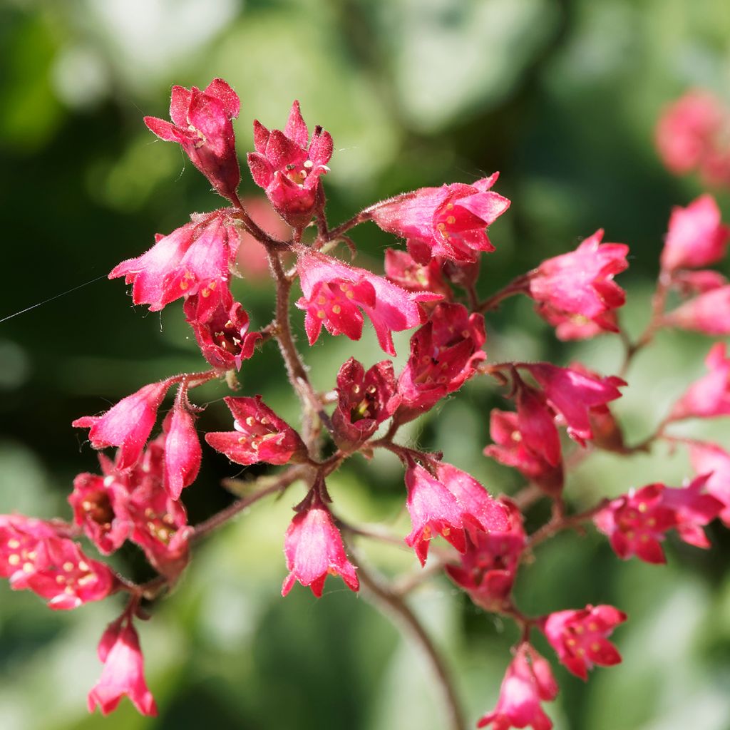 Heuchère Pluie de Feu - Heuchera