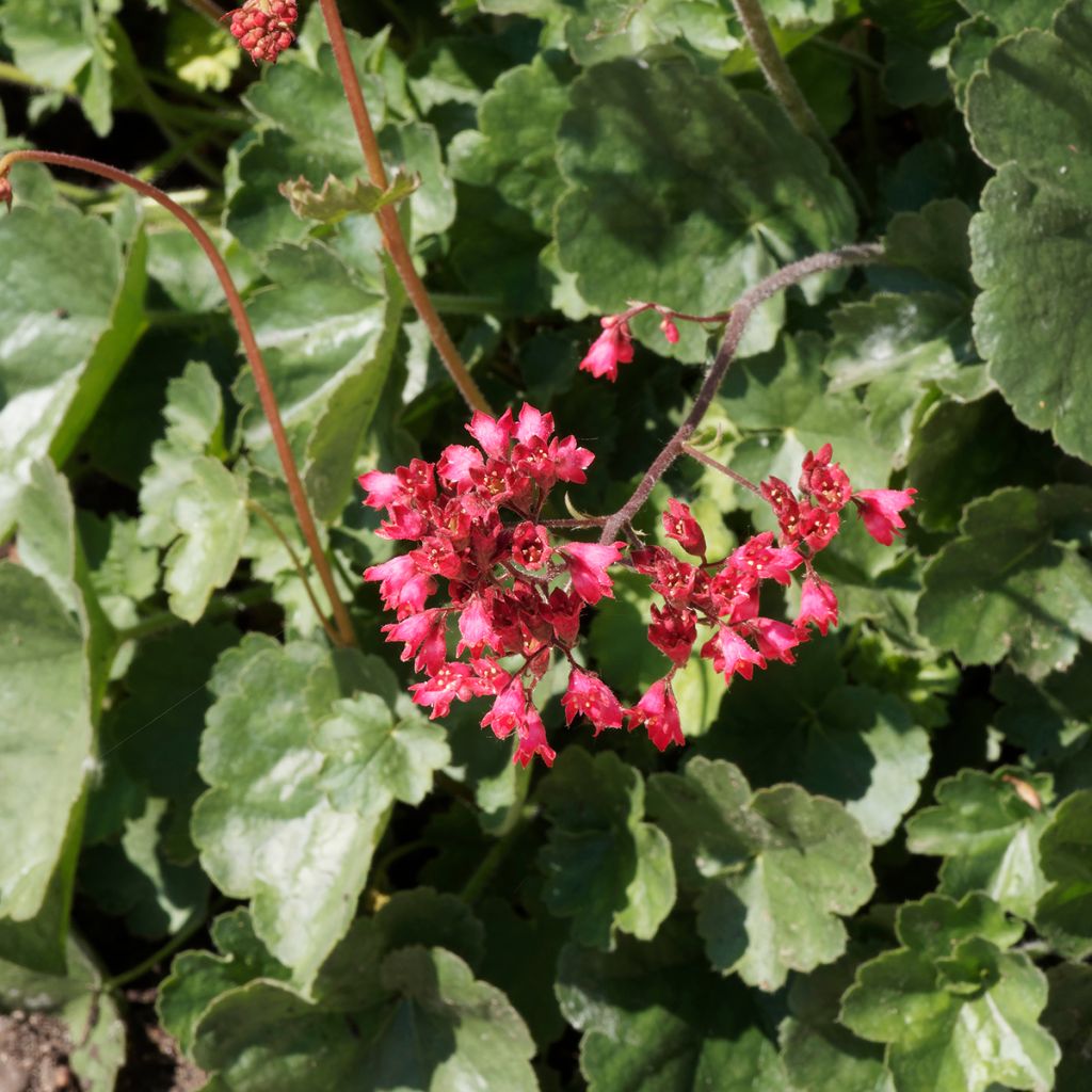 Heuchère Pluie de Feu - Heuchera