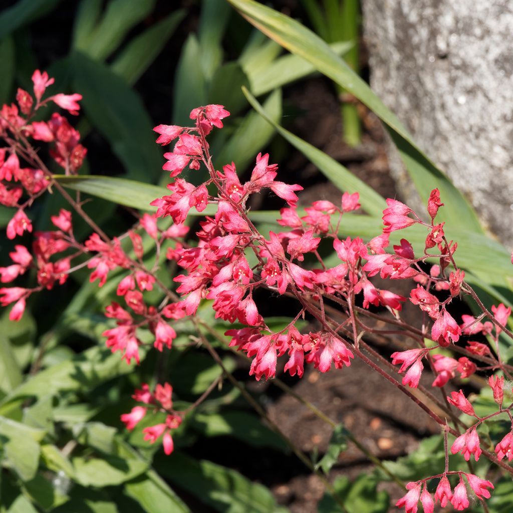 Heuchère Pluie de Feu - Heuchera