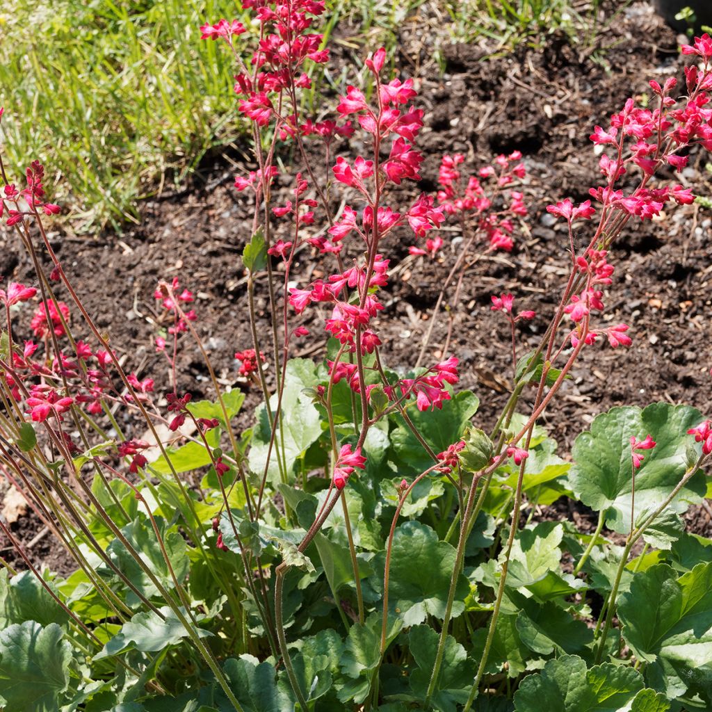 Heuchère Pluie de Feu - Heuchera