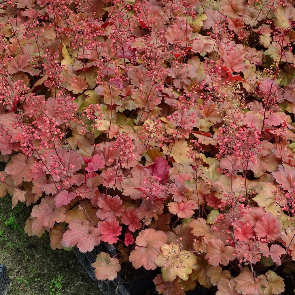 Heuchère - Heuchera Cherry Cola