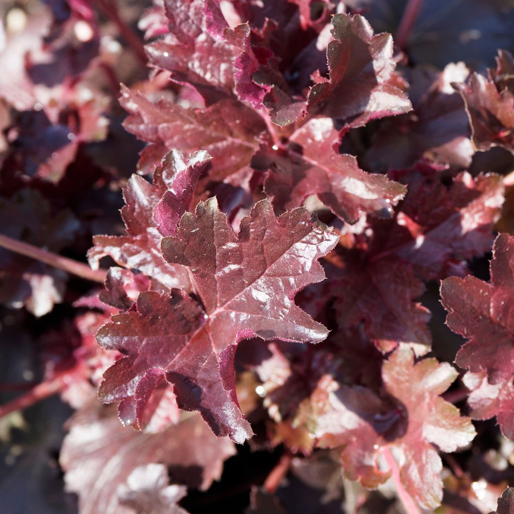 Heuchère pourpre- Heuchera micrantha Palace Purple