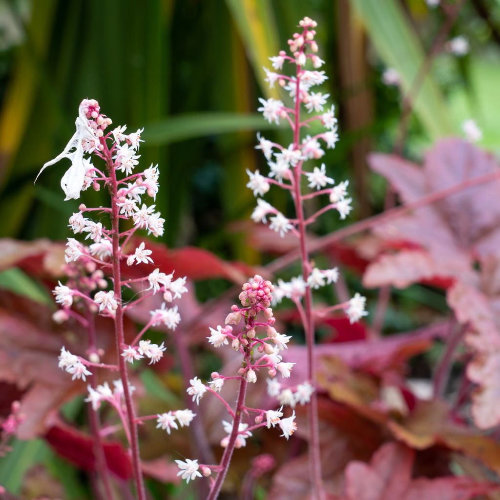 Heuchère pourpre- Heuchera micrantha Palace Purple