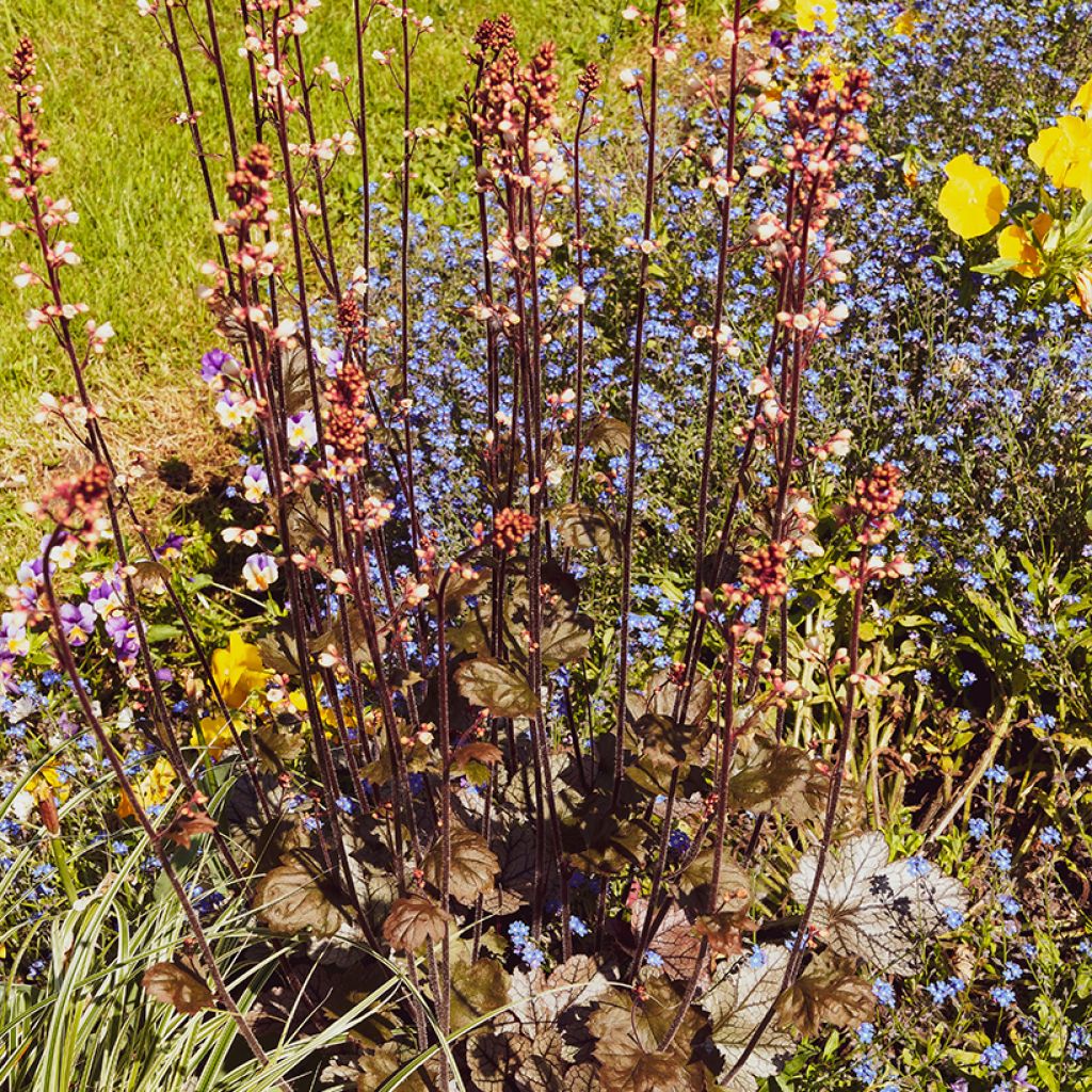 Heuchère pourpre- Heuchera micrantha Palace Purple