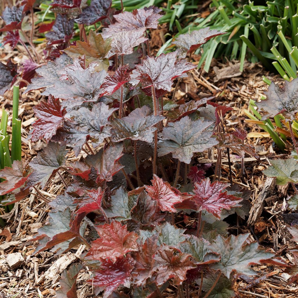 Heuchère pourpre- Heuchera micrantha Palace Purple