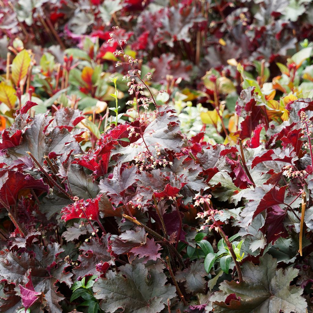 Heuchère pourpre- Heuchera micrantha Palace Purple