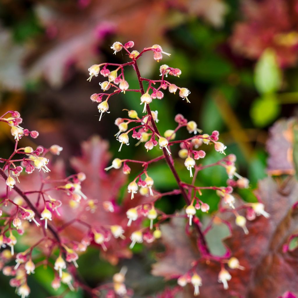 Heuchère pourpre- Heuchera micrantha Palace Purple