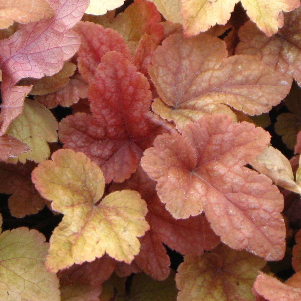 Heucherella Buttered Rum