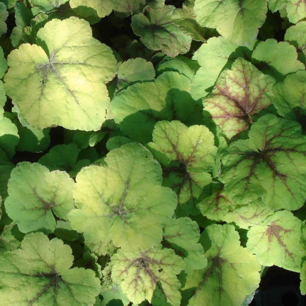 Heucherella Citrus shock 