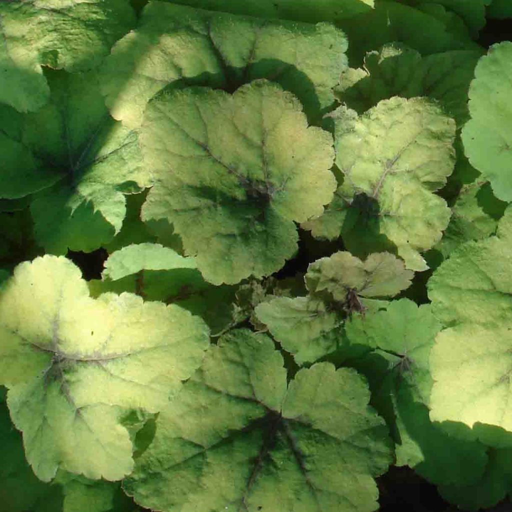 Heucherella Citrus shock 