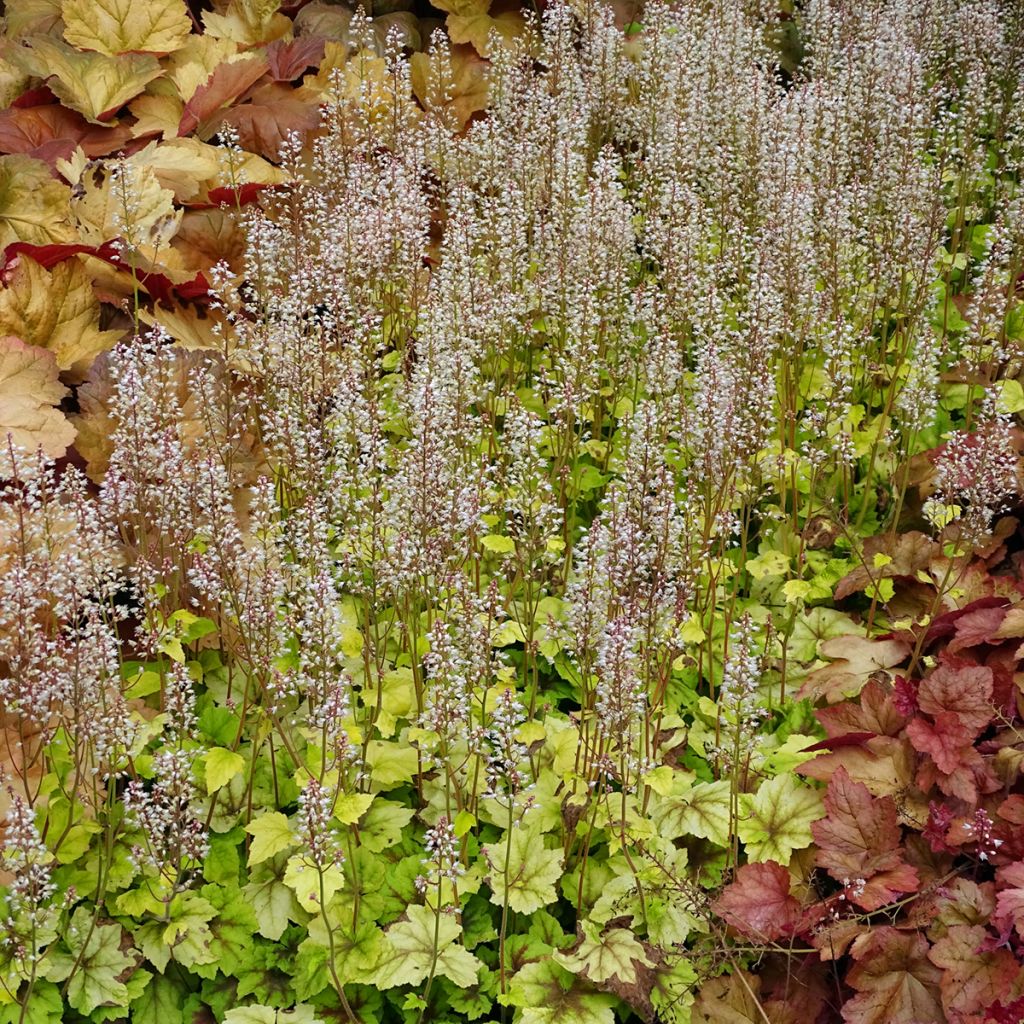 Heucherella Citrus shock 