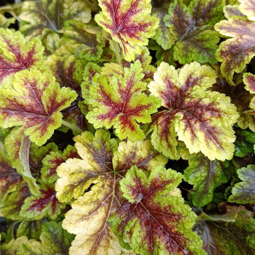 Heucherella Golden Zebra