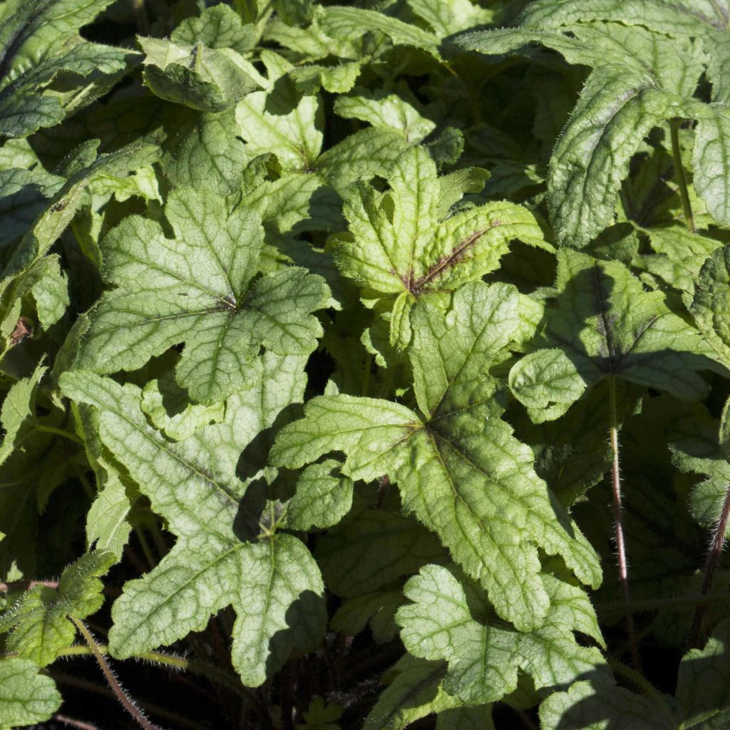 Heucherella Kimono