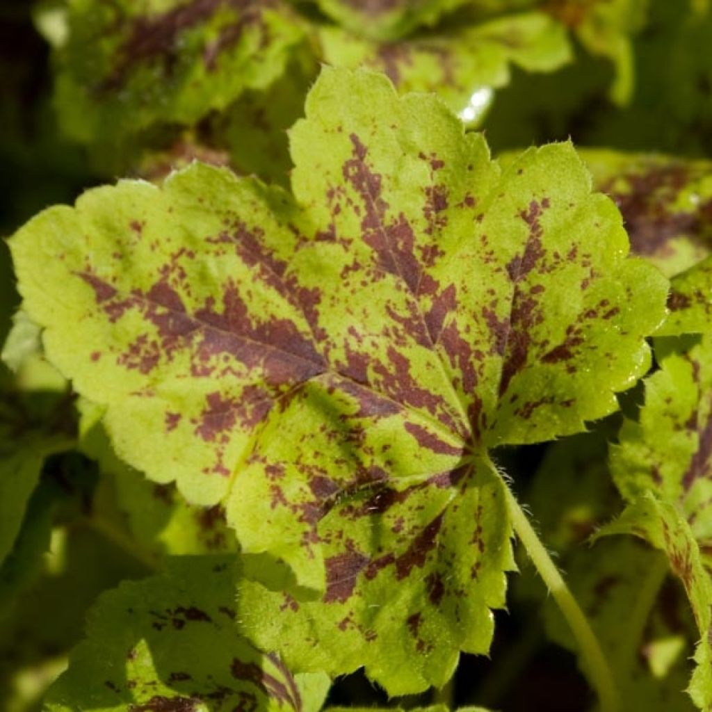 Heucherella Solar Power