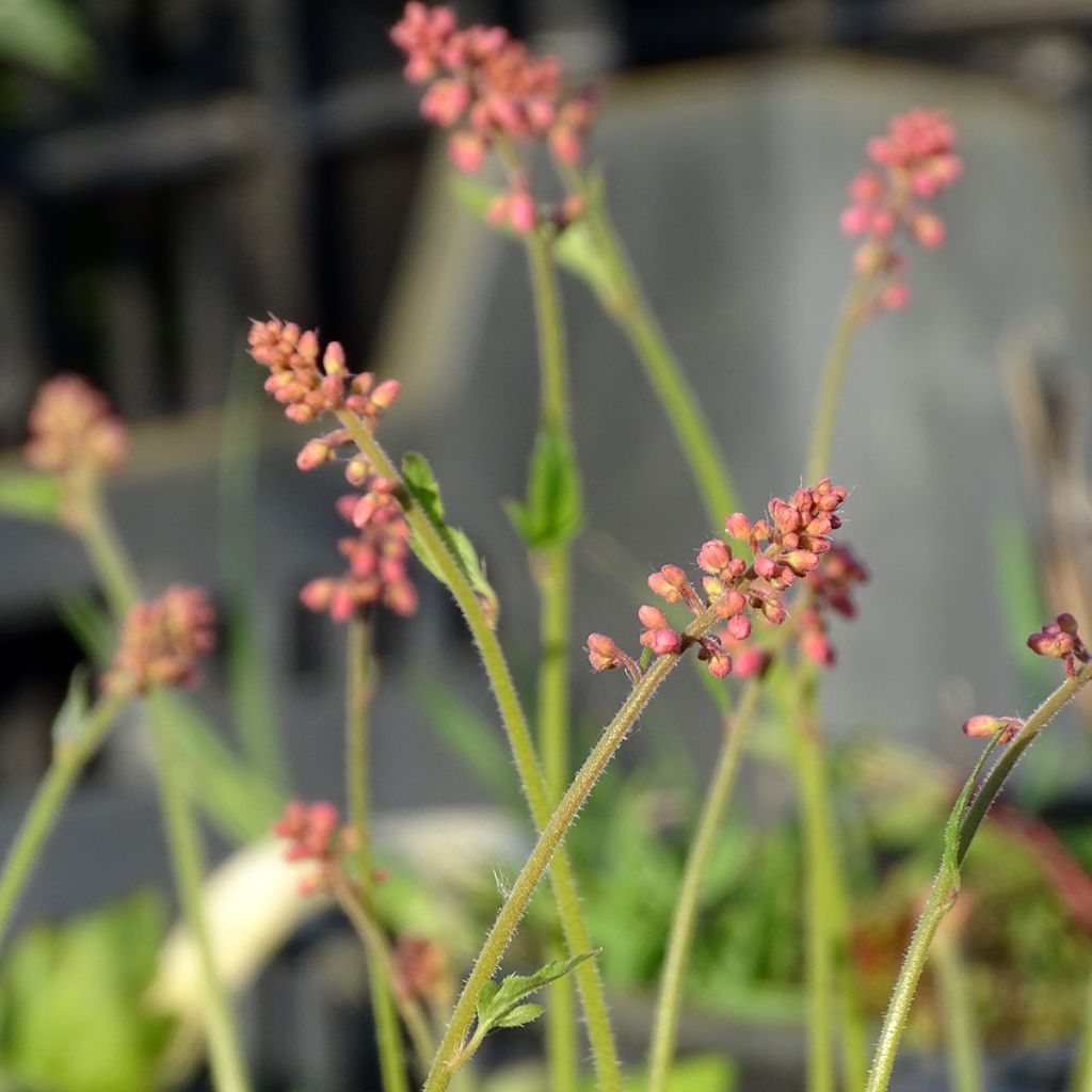 Heucherella alba Bridget Bloom