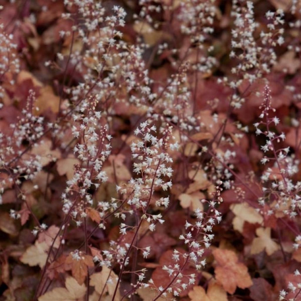 Heucherella Redstone Falls