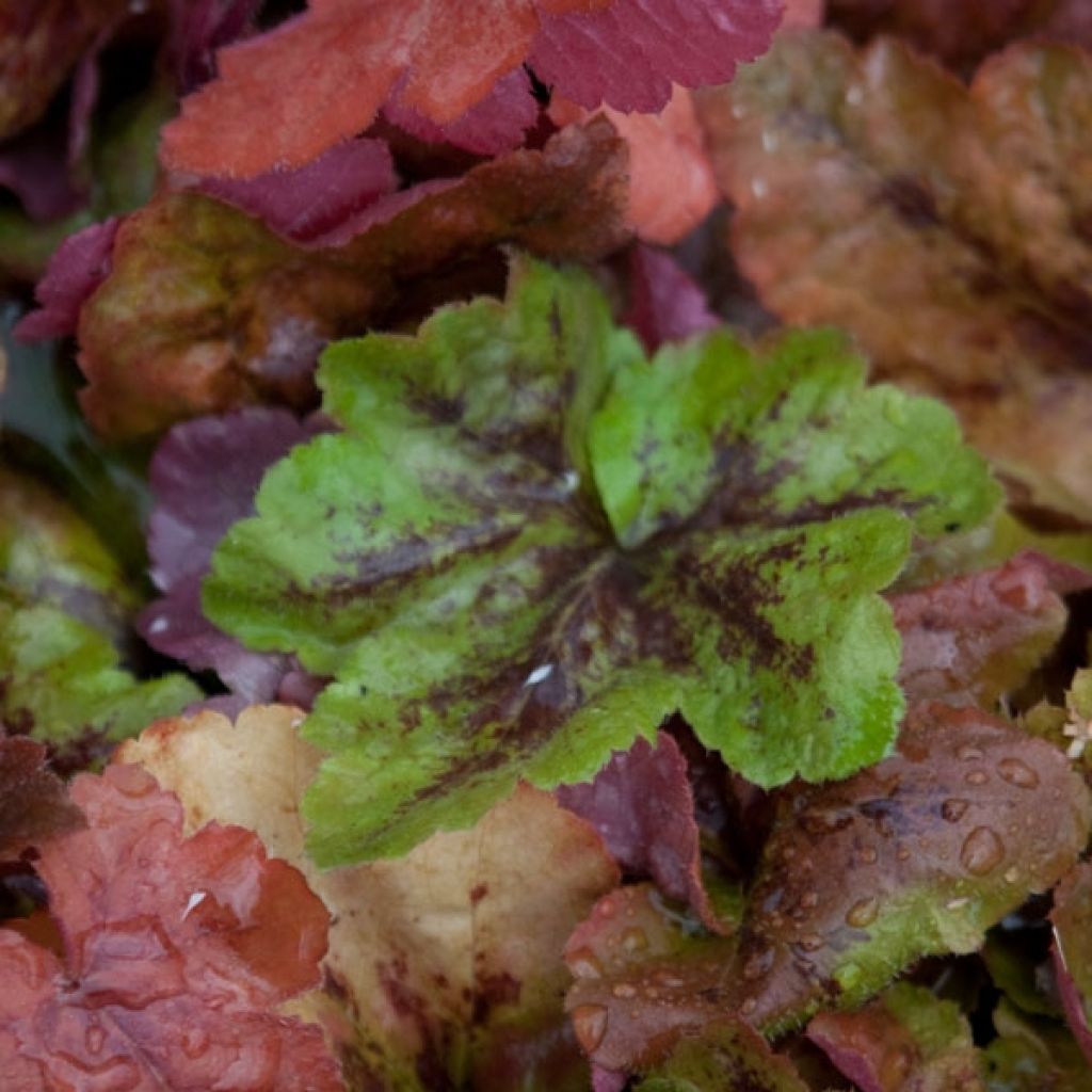 Heucherella Redstone Falls