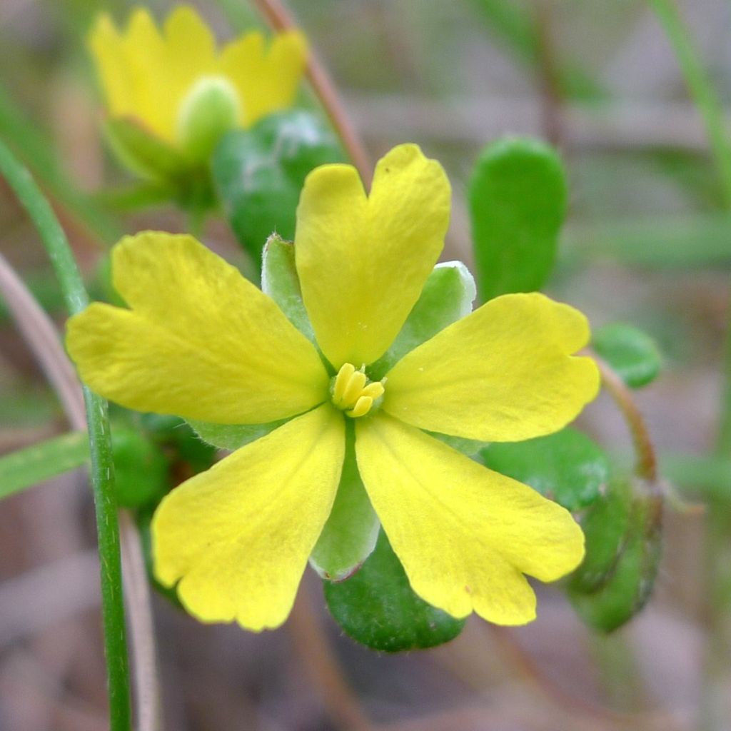 Hibbertia aspera - Fleur de Guinée