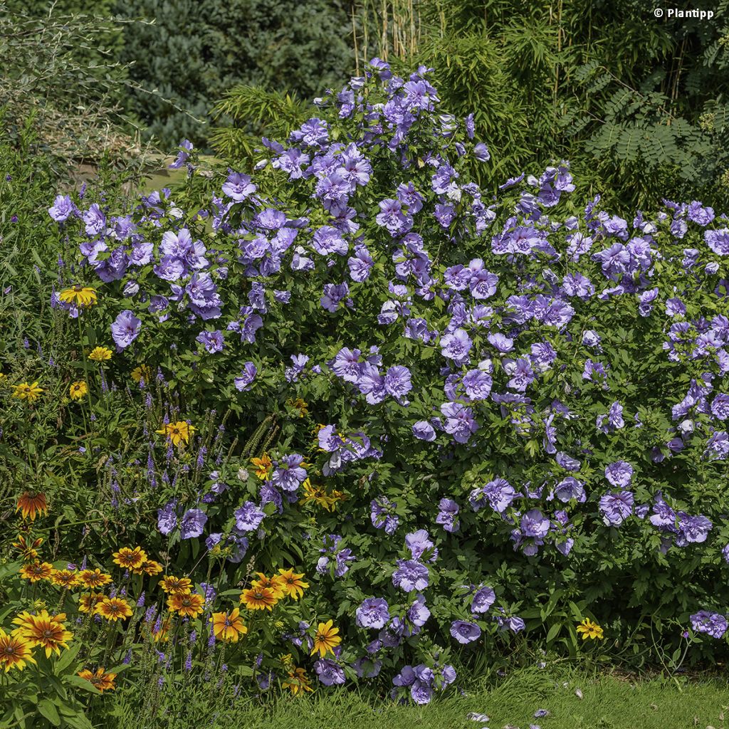 Hibiscus syriacus Blue Chiffon - Althea bleu double