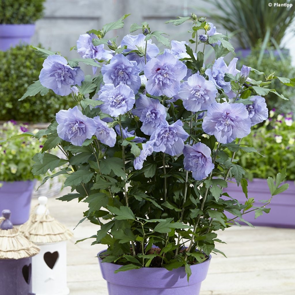 Hibiscus syriacus Blue Chiffon - Althea bleu double