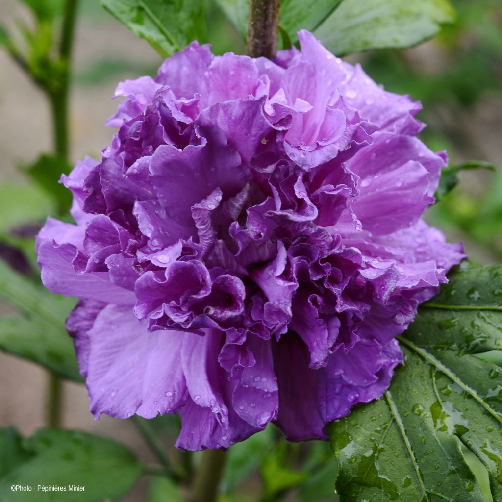 Hibiscus French Cabaret Purple® - Mauve en arbre double violette