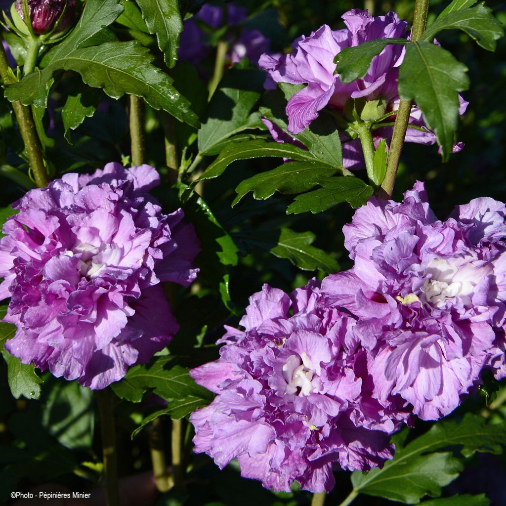 Hibiscus French Cabaret Purple® - Mauve en arbre double violette