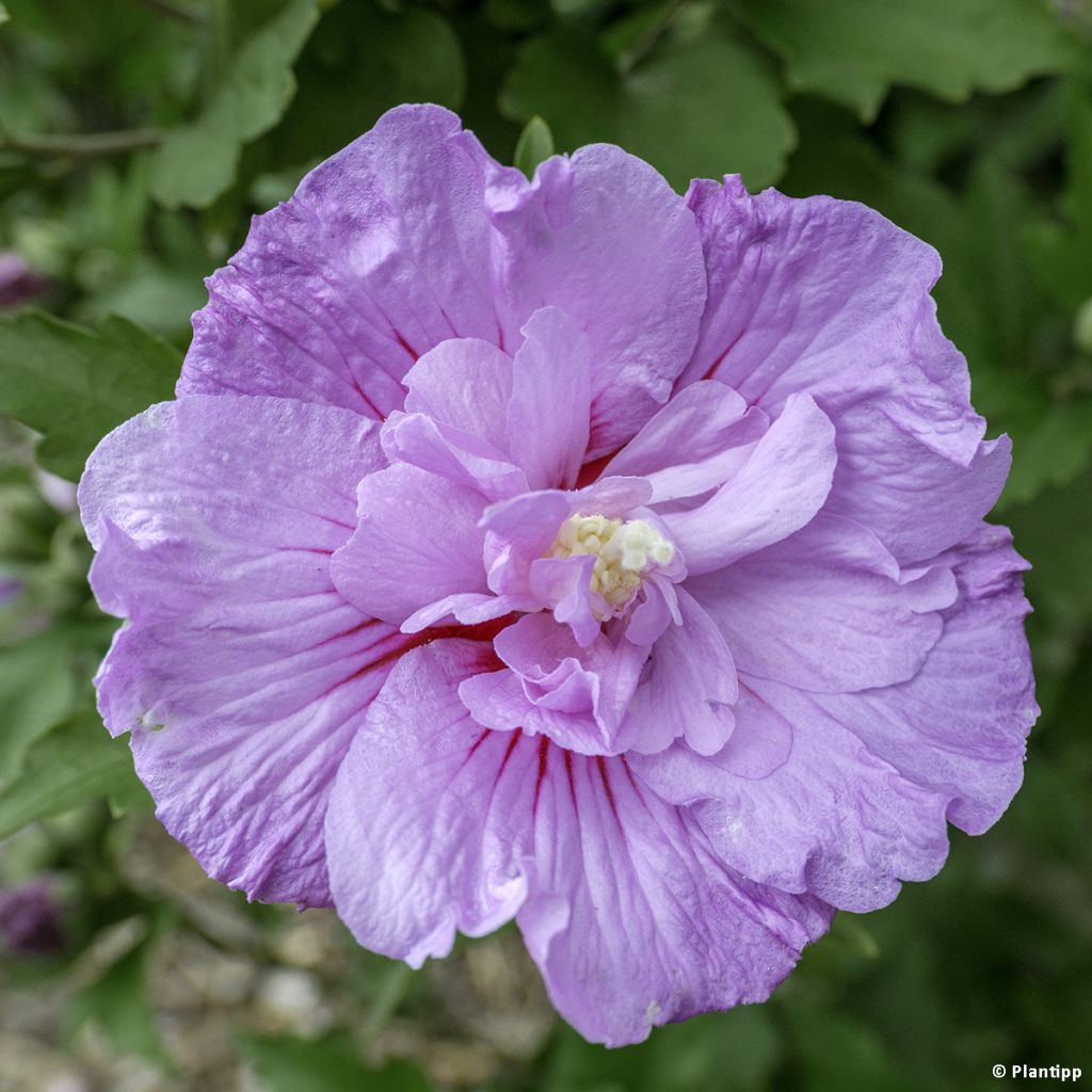 Hibiscus syriacus Lavender Chiffon - Althéa rose