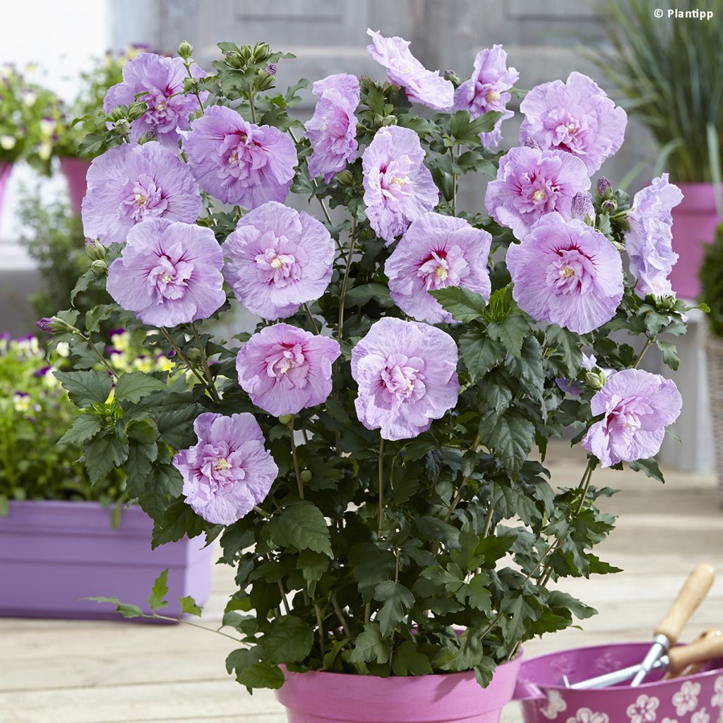 Hibiscus syriacus Lavender Chiffon - Althéa rose