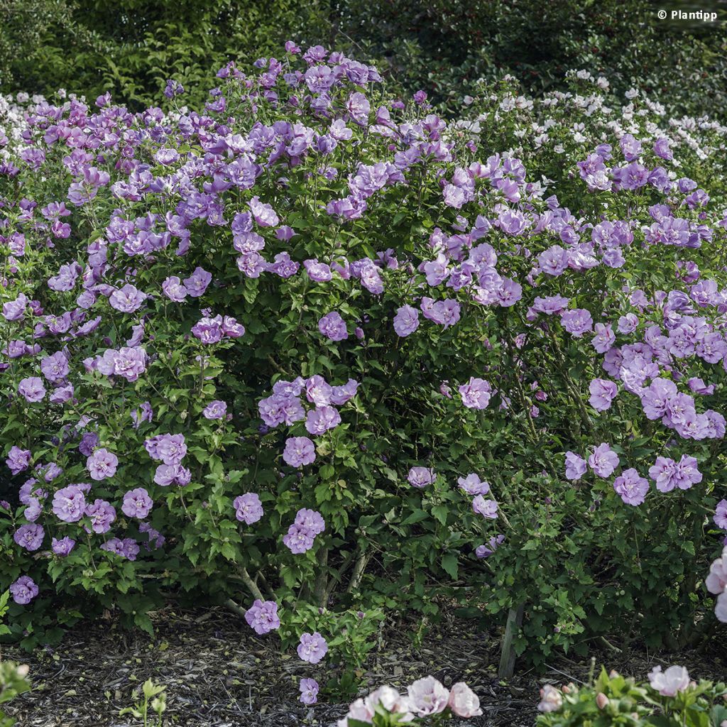 Hibiscus syriacus Lavender Chiffon - Althéa rose