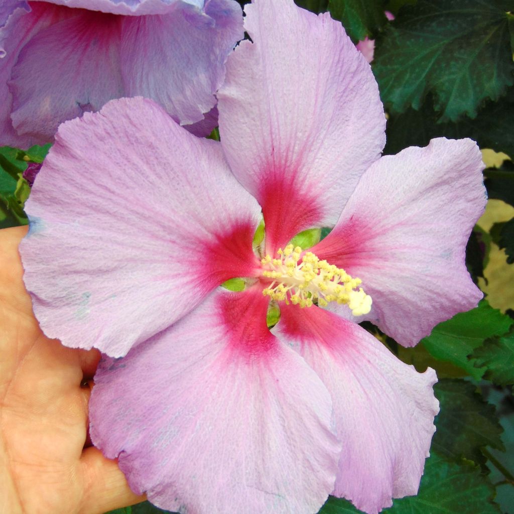 Hibiscus Rose Moon - Althéa rose à coeur rouge