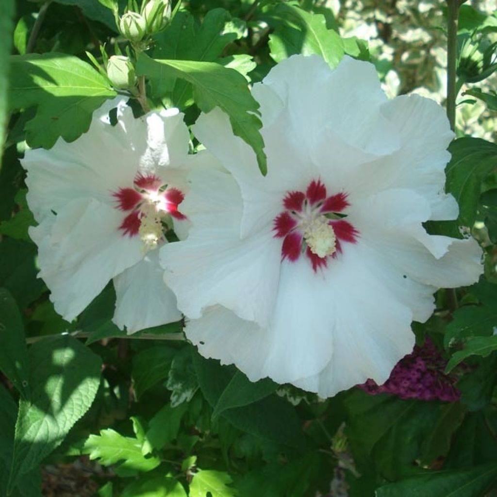 Hibiscus syriacus Sup'Heart® - Althéa à grosses fleurs