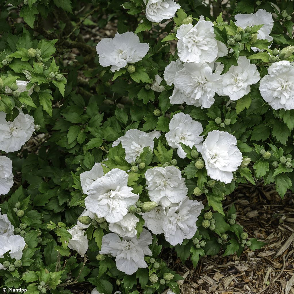 Hibiscus syriacus White Chiffon - Althéa blanc double