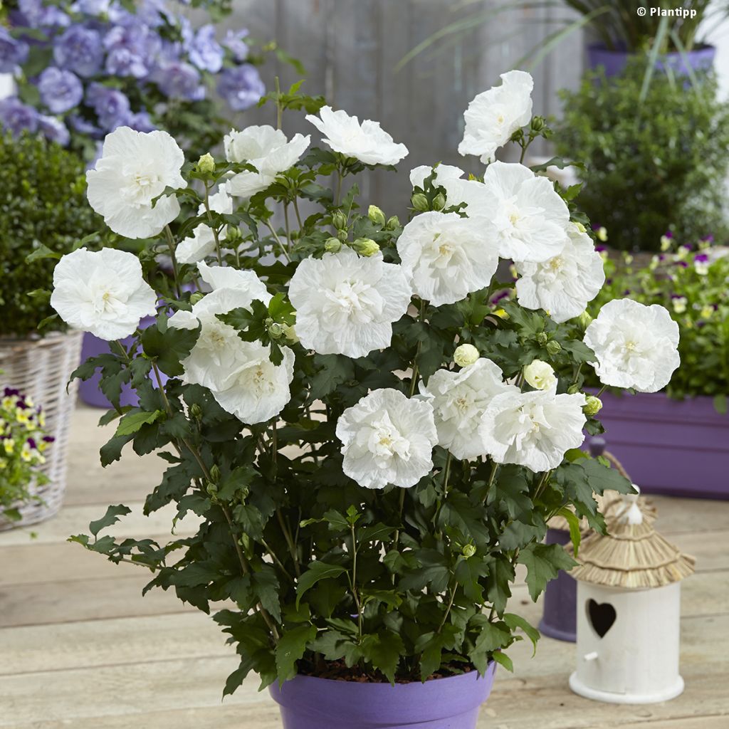 Hibiscus syriacus White Chiffon - Althéa blanc double